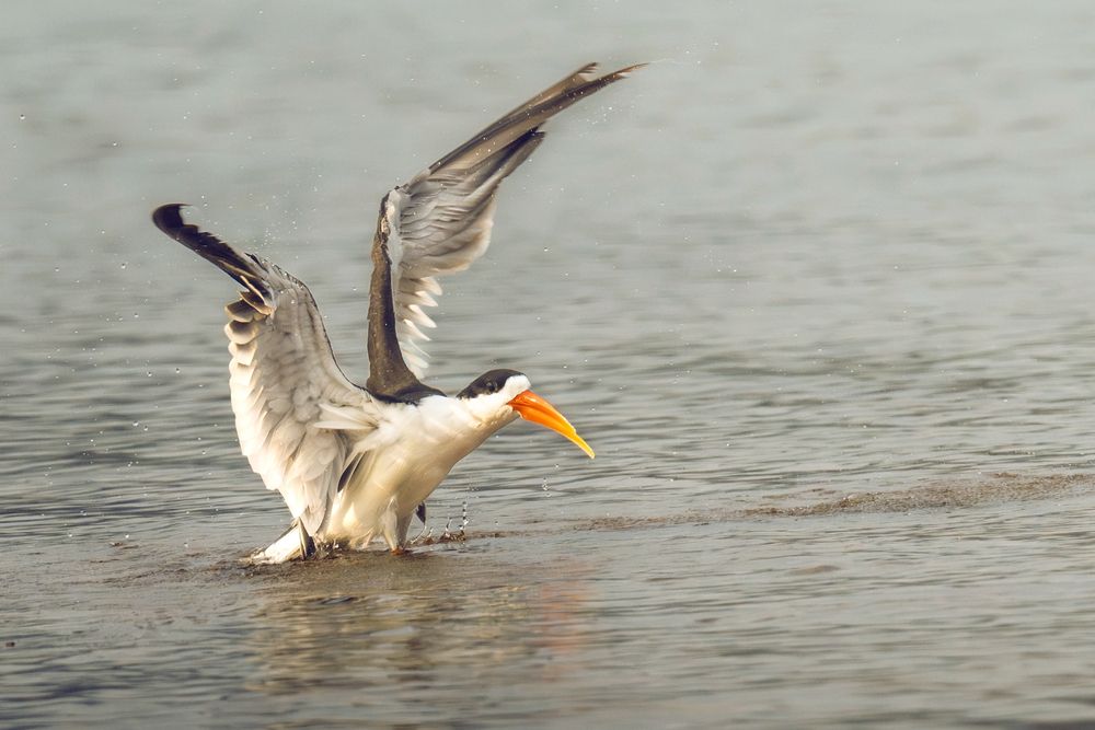 Фотография автора apurba Das