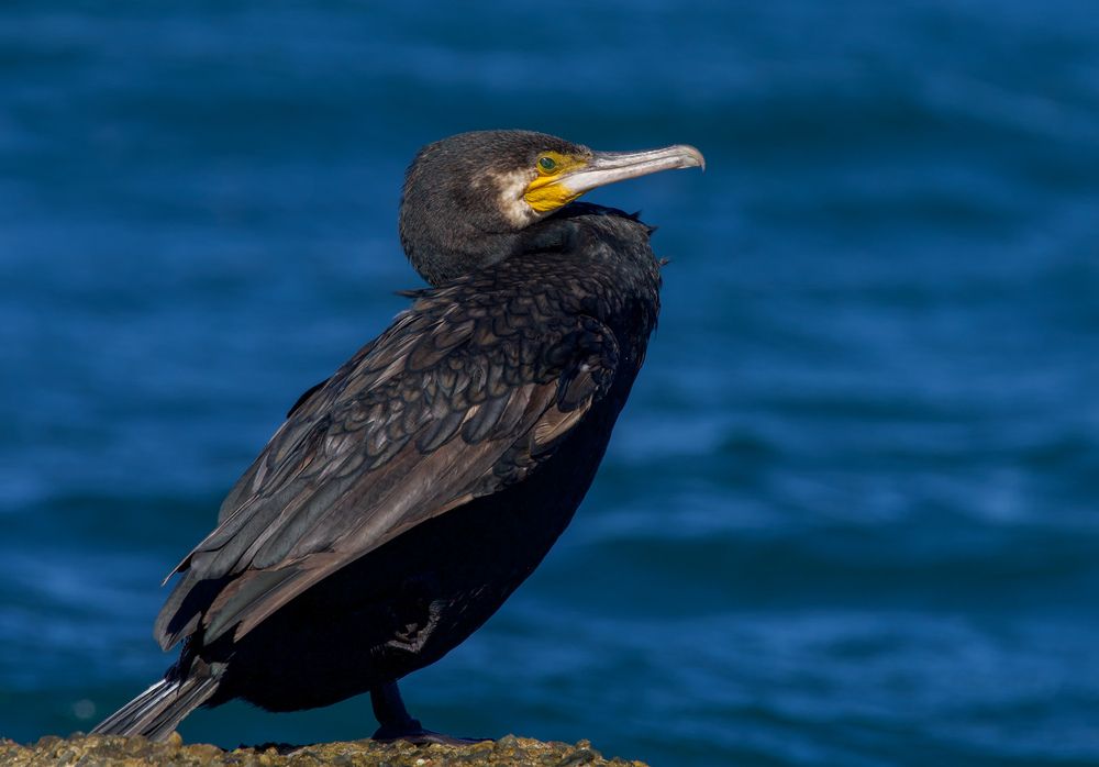 Фотография автора Viktoriya Kim