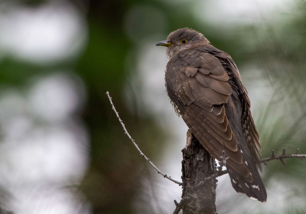 Фотография автора Viktoriya Kim