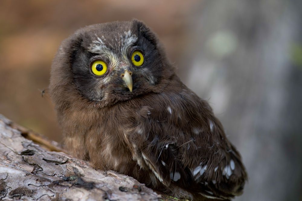 Фотография автора Viktoriya Kim