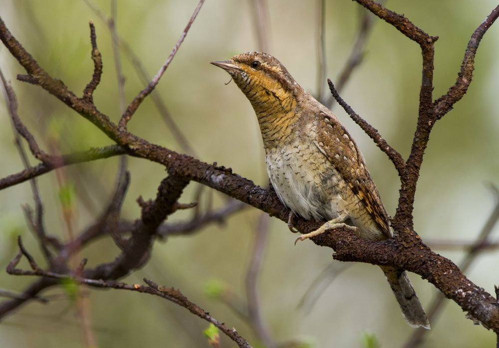 Фотография автора Viktoriya Kim