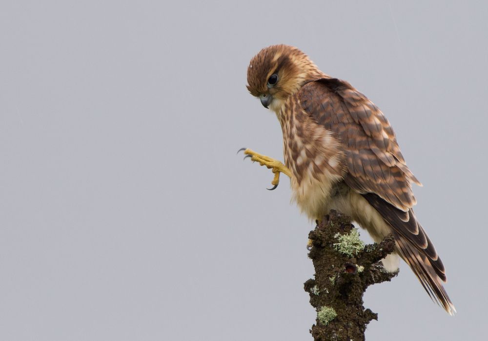 Фотография автора Viktoriya Kim