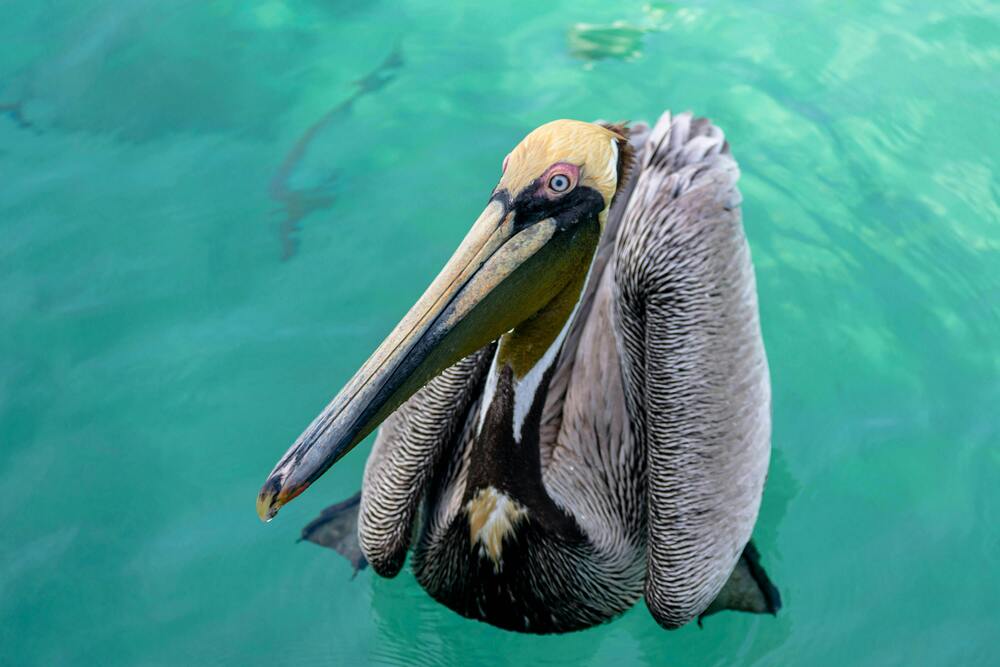 Фотография автора Luis Alfredo Morales Torres
