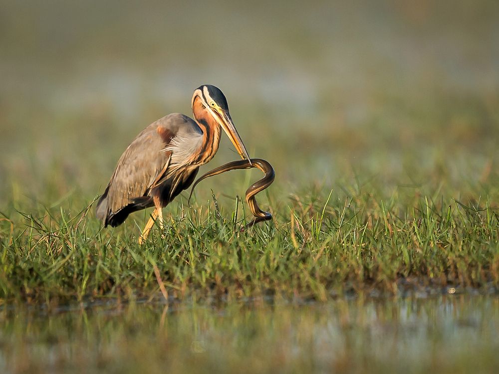 Photograph by apurba Das