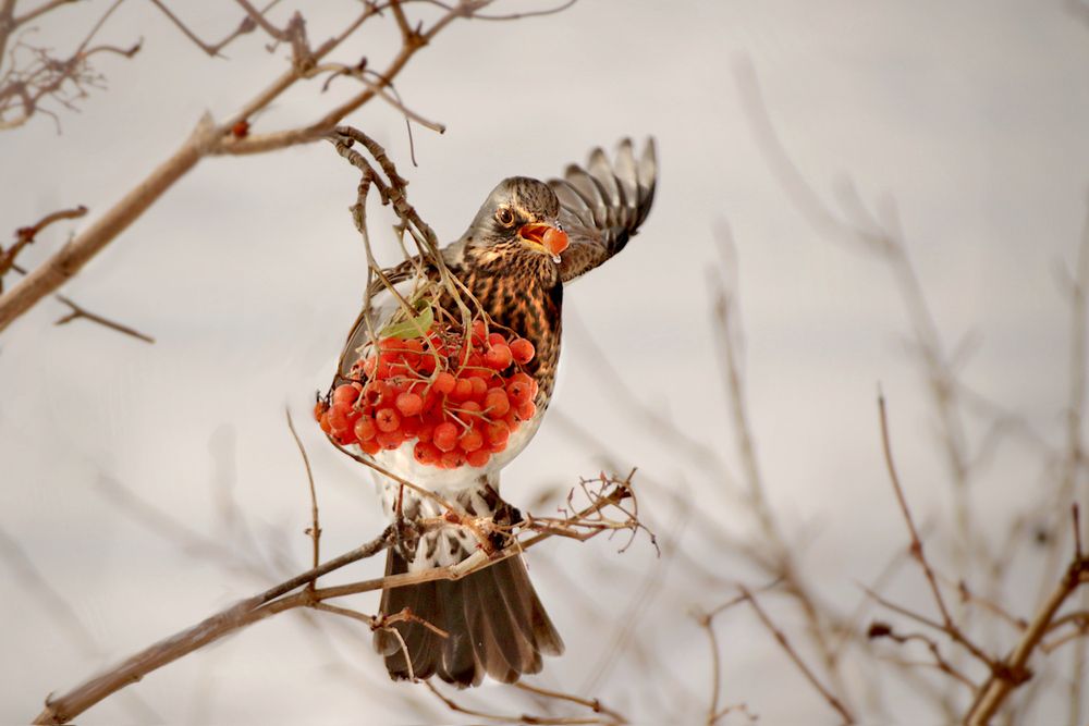 Photograph by Шруб (Беляева) Татьяна