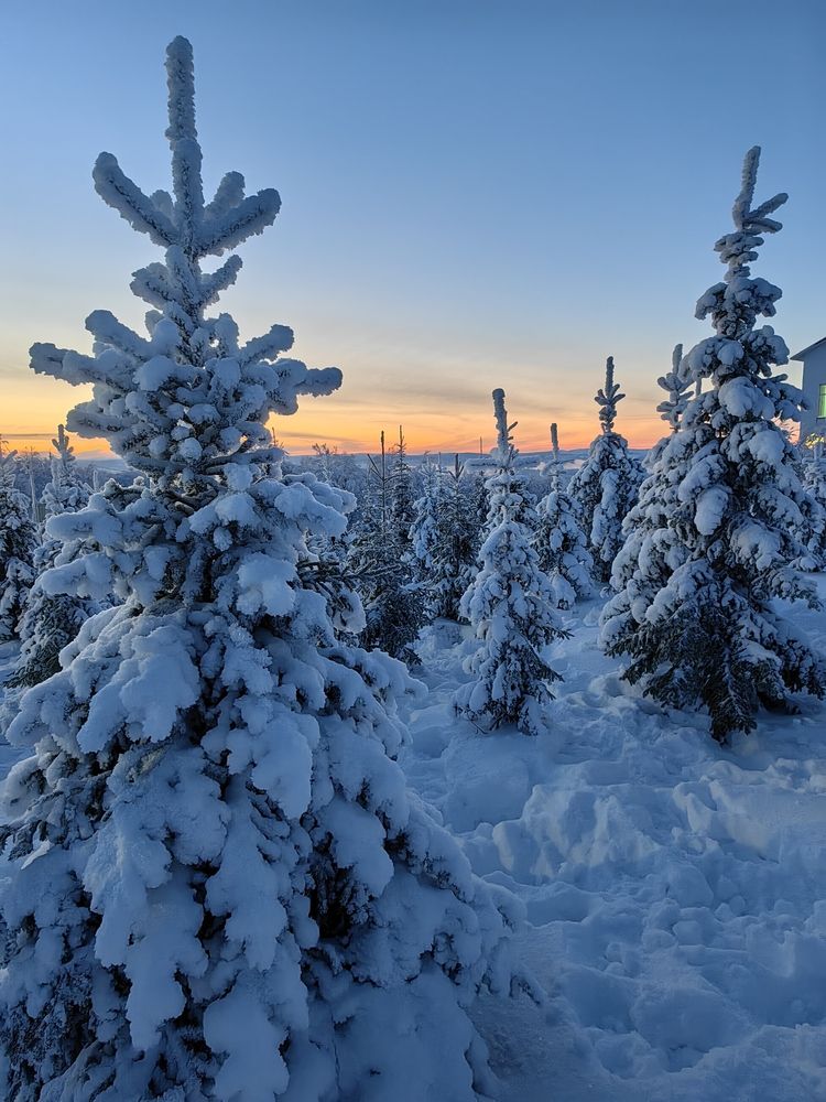 Фотография автора Татьяна Даль