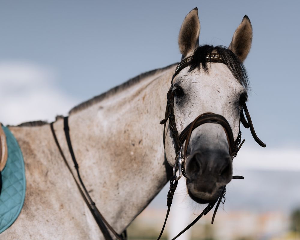 Фотография автора Игорь Буцхрикидзе