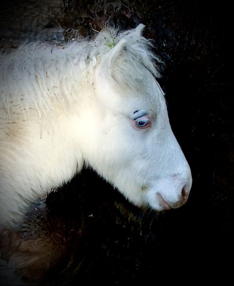 Фотография автора Татьяна Шитлина