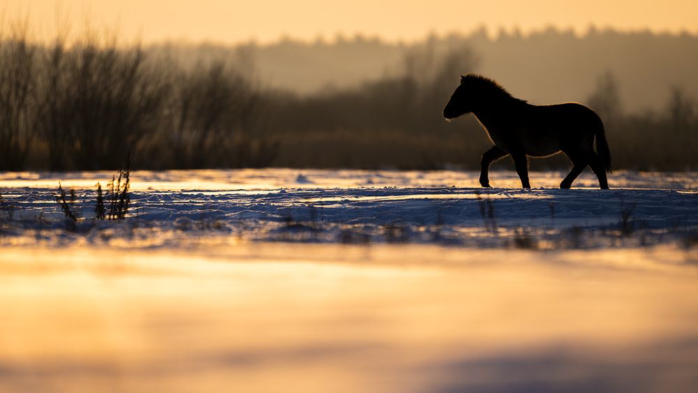 Photograph by Ervin Horesnyik