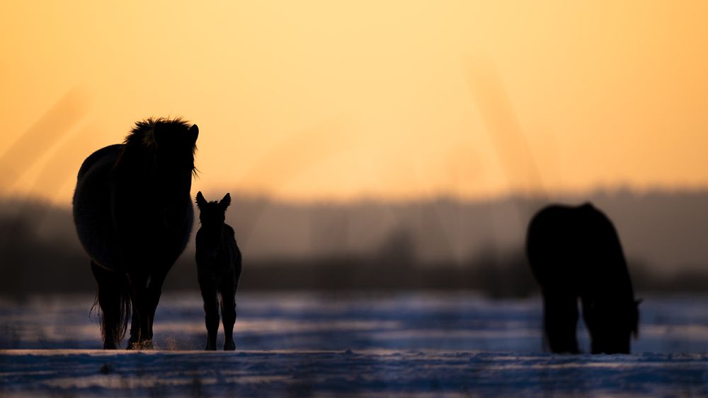 Фотография автора Ervin Horesnyik