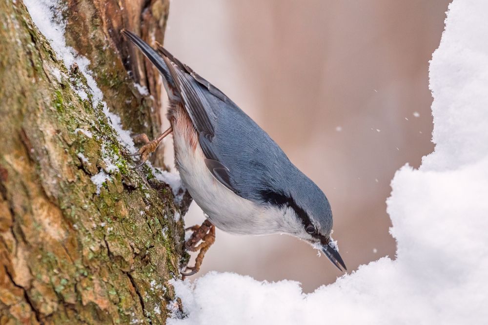 Photograph by Алексеев Сергей