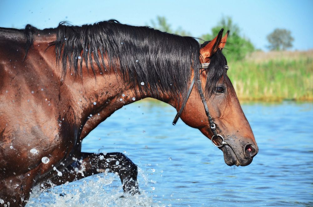 Фотография автора Ирина Ненашева