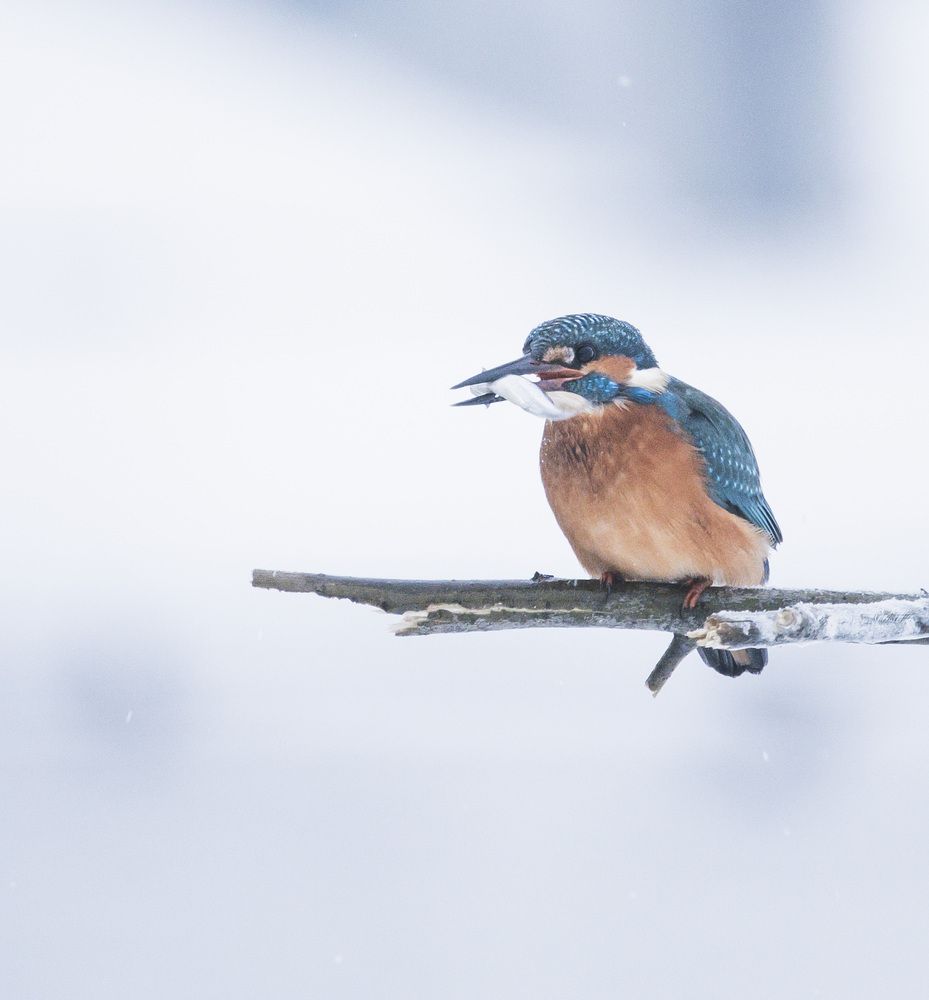 Photograph by Ольга Левакова