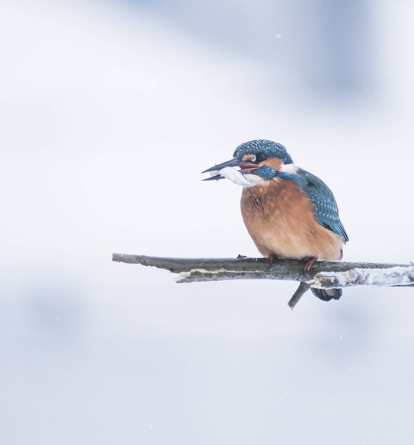 Фотография #13113237