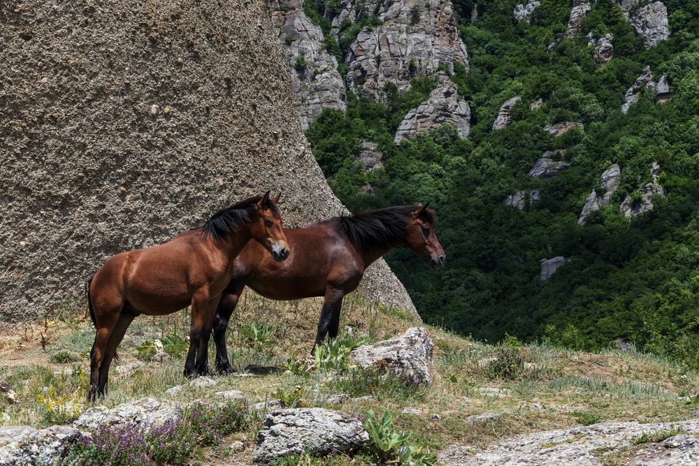Пара гнедых
