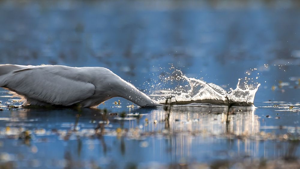 Photograph by Abhishek Pradhan