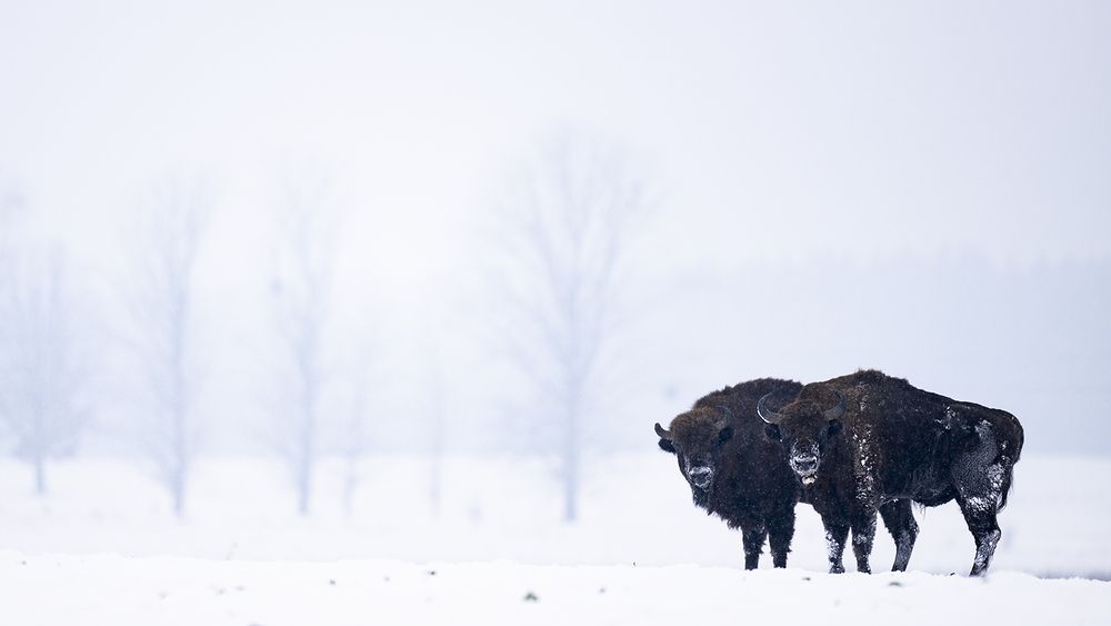 Фотография автора Ervin Horesnyik