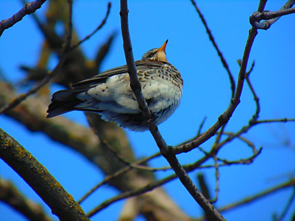 Фотография автора Ольга Шевцова