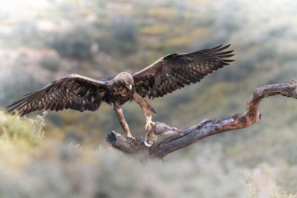 Фотография автора simone iaria