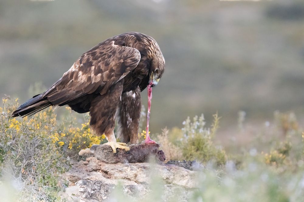 Фотография автора simone iaria