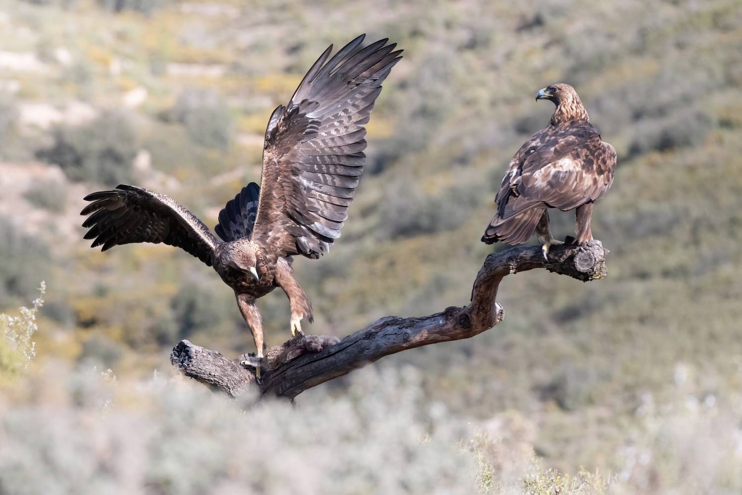 il pasto dell\'aquila