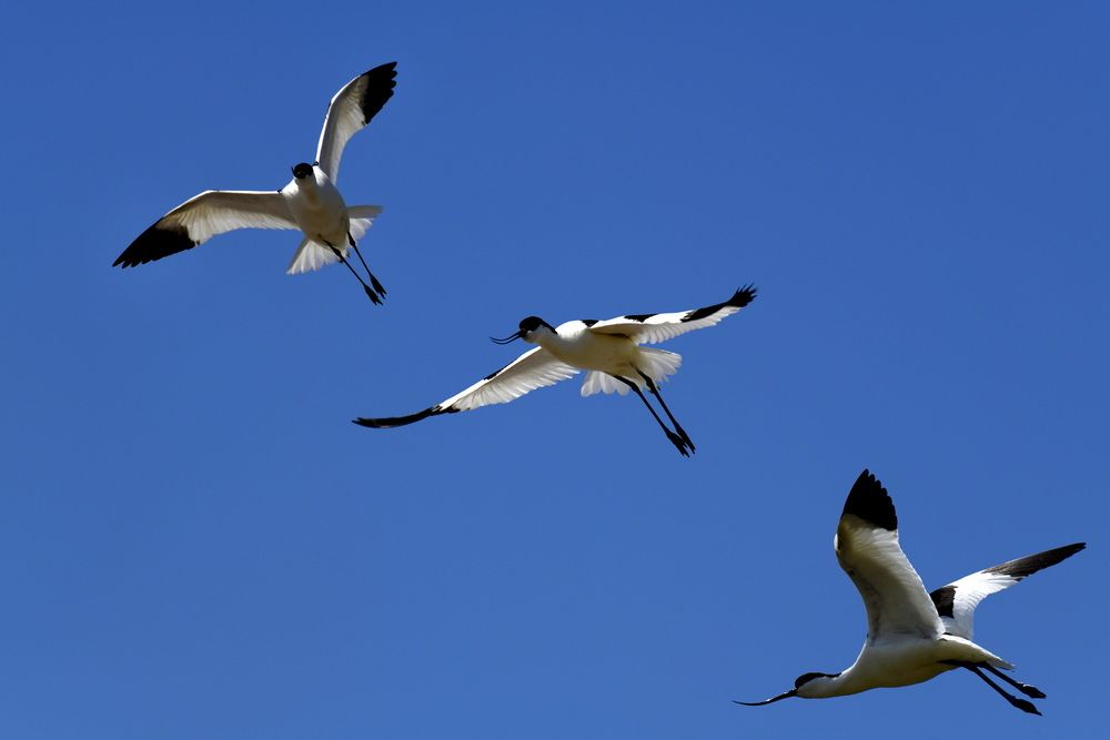 Трио шилоклювок