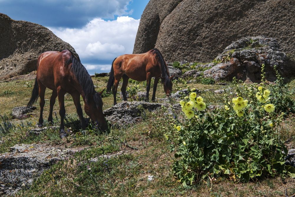 Летние радости