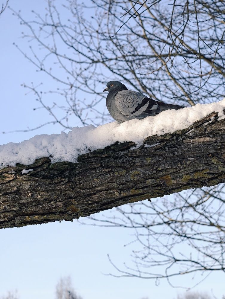 Photo #13113733