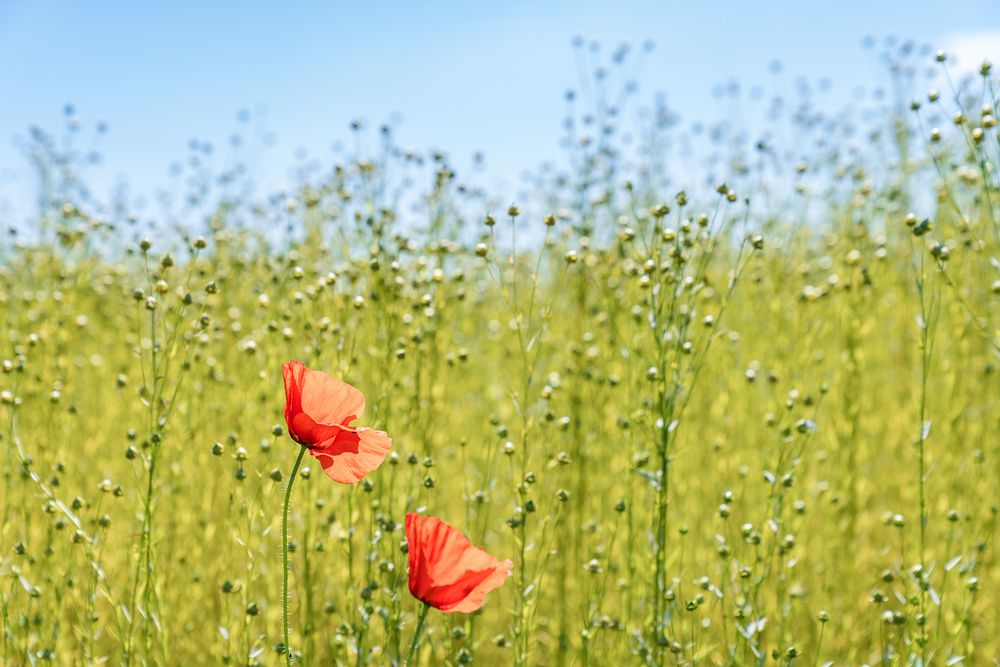 Poppies on the road