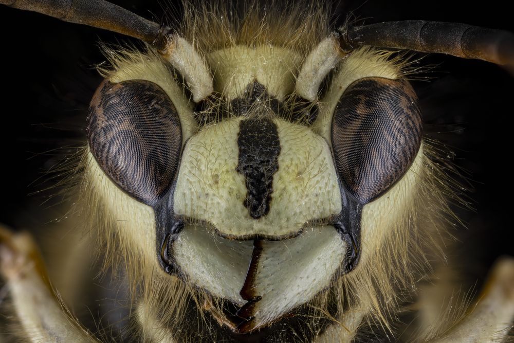 Bald-Faced Hornet