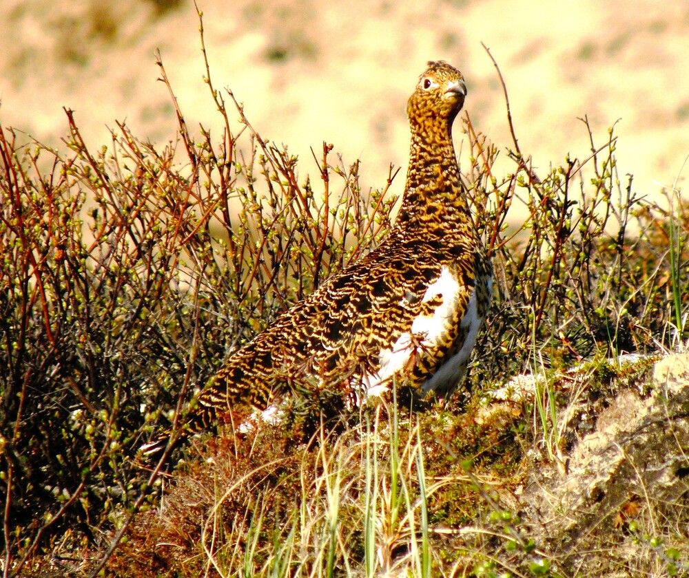 Куропаточка