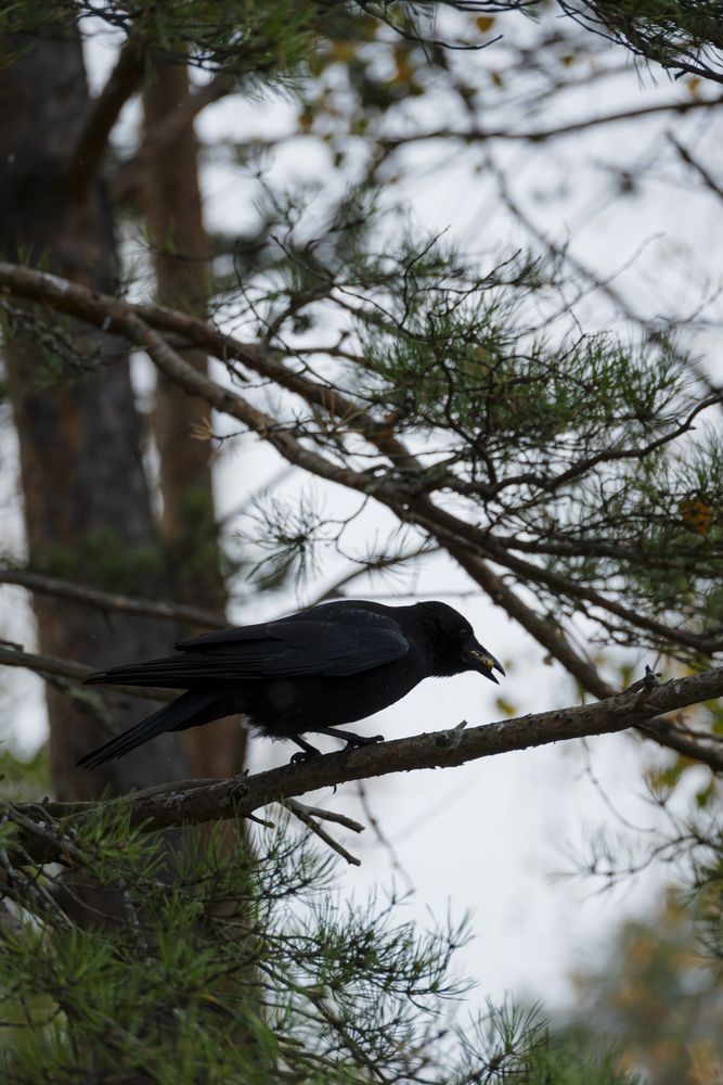 Photograph by Андрей Пащенко