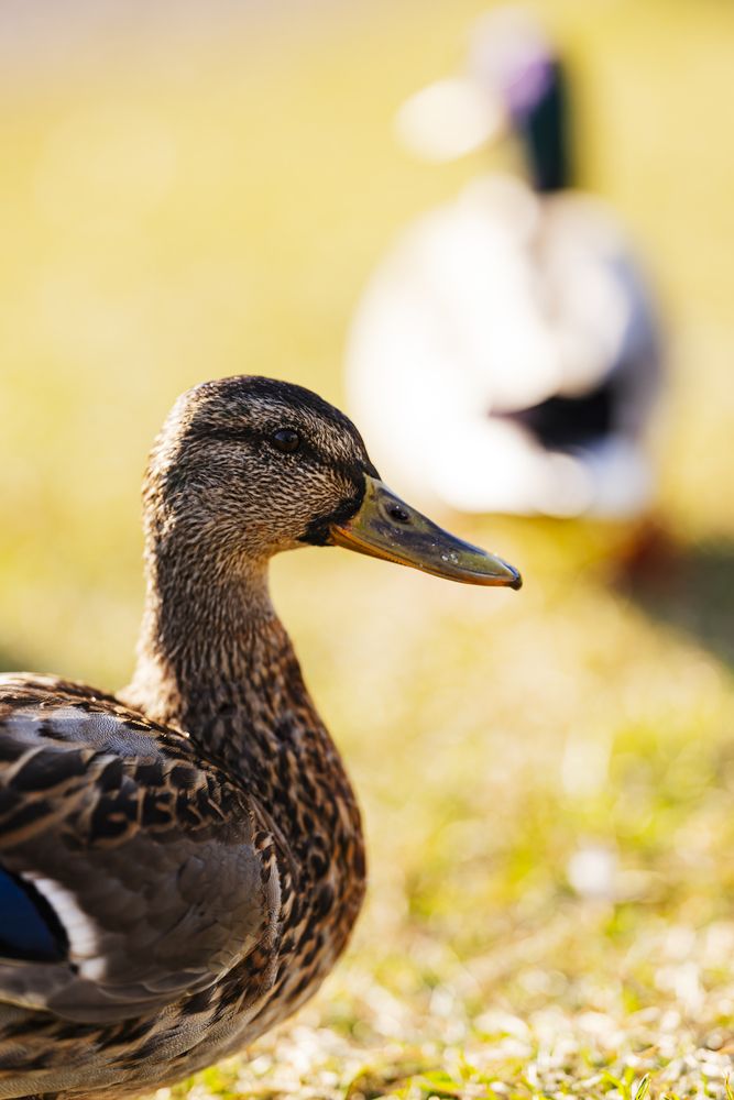 Photograph by Андрей Пащенко