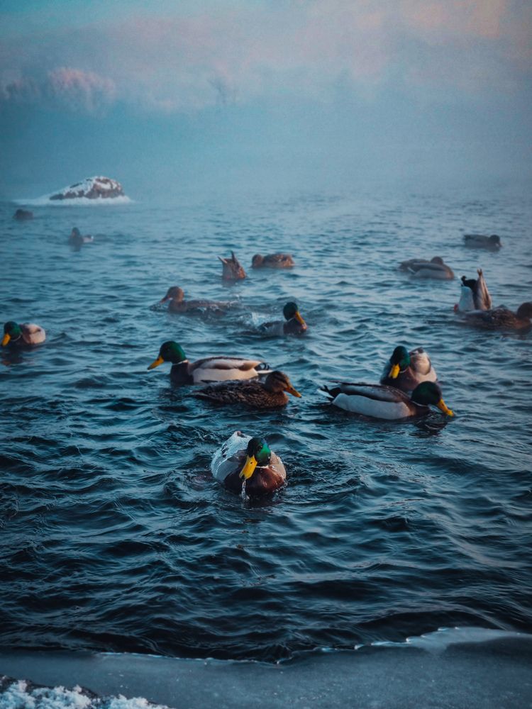 Утки на Енисее