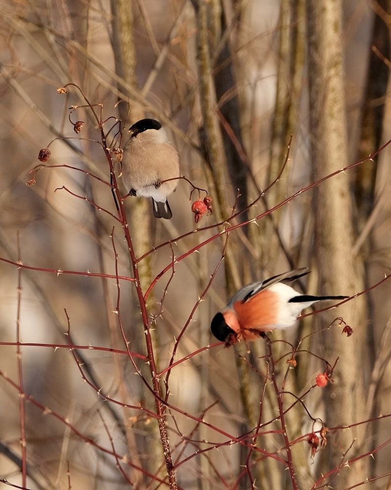 Photograph by Яна Бойко