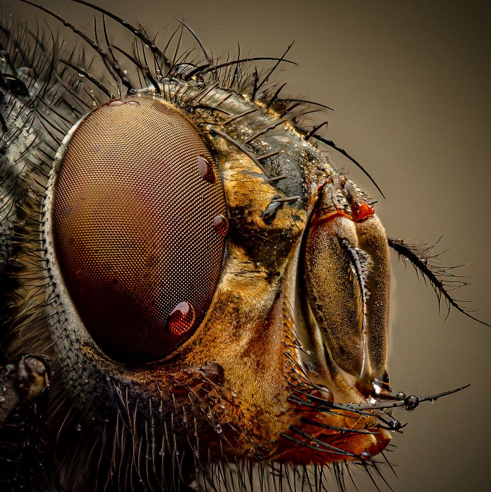 Photograph by Derek Moorse