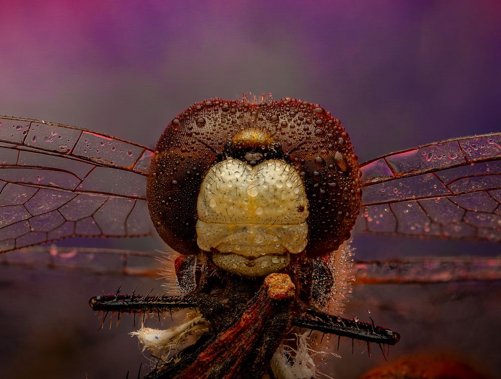 Photograph by Derek Moorse