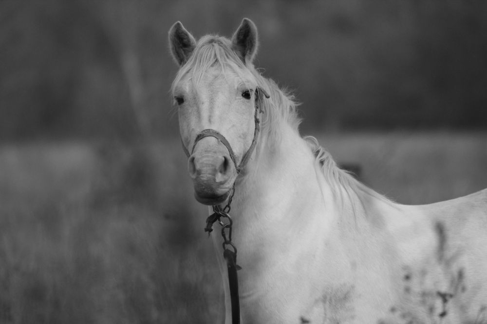 Тревожное ожидание