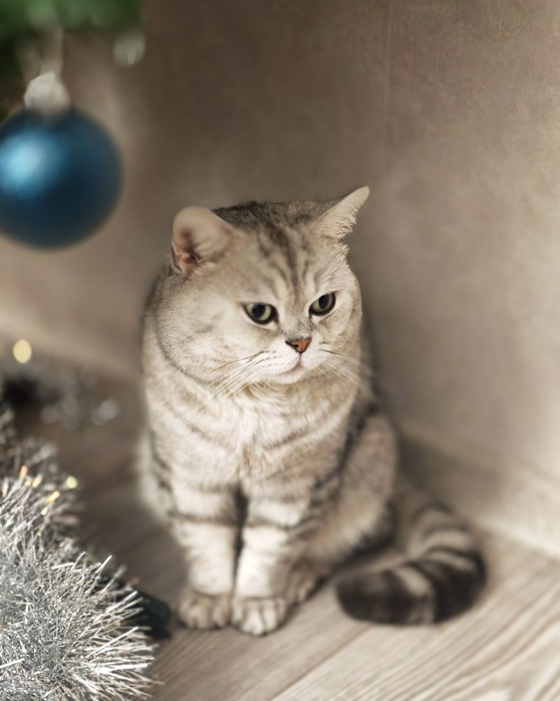 Котик под елкой