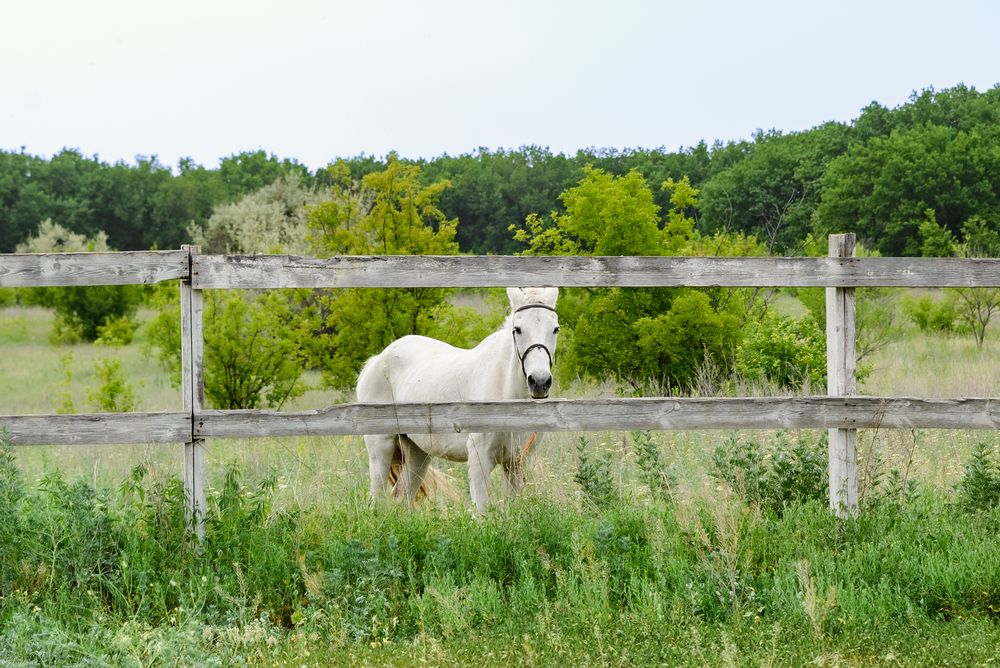 Photograph by Ирина Бочарова