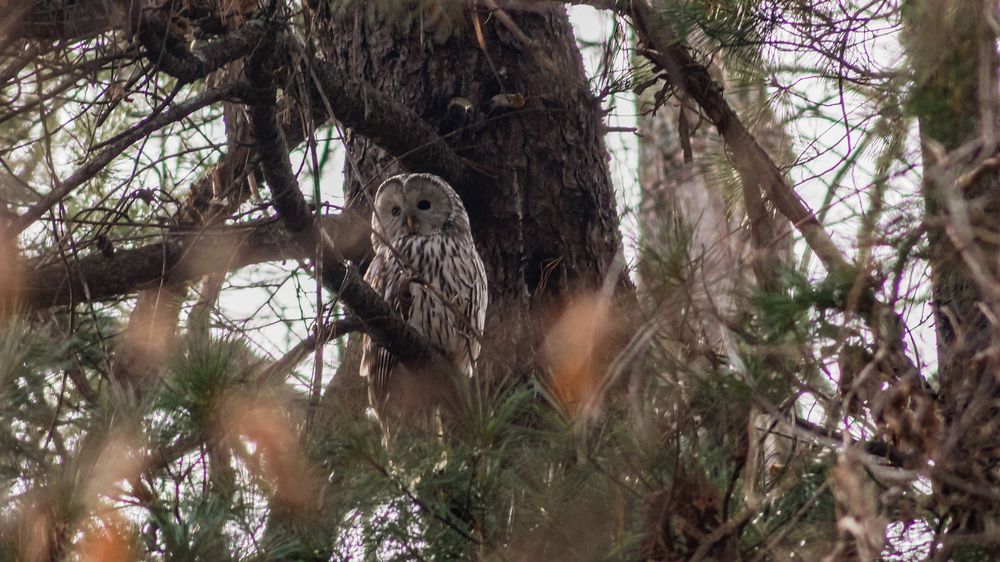 Photograph by Виктор Сёмушкин