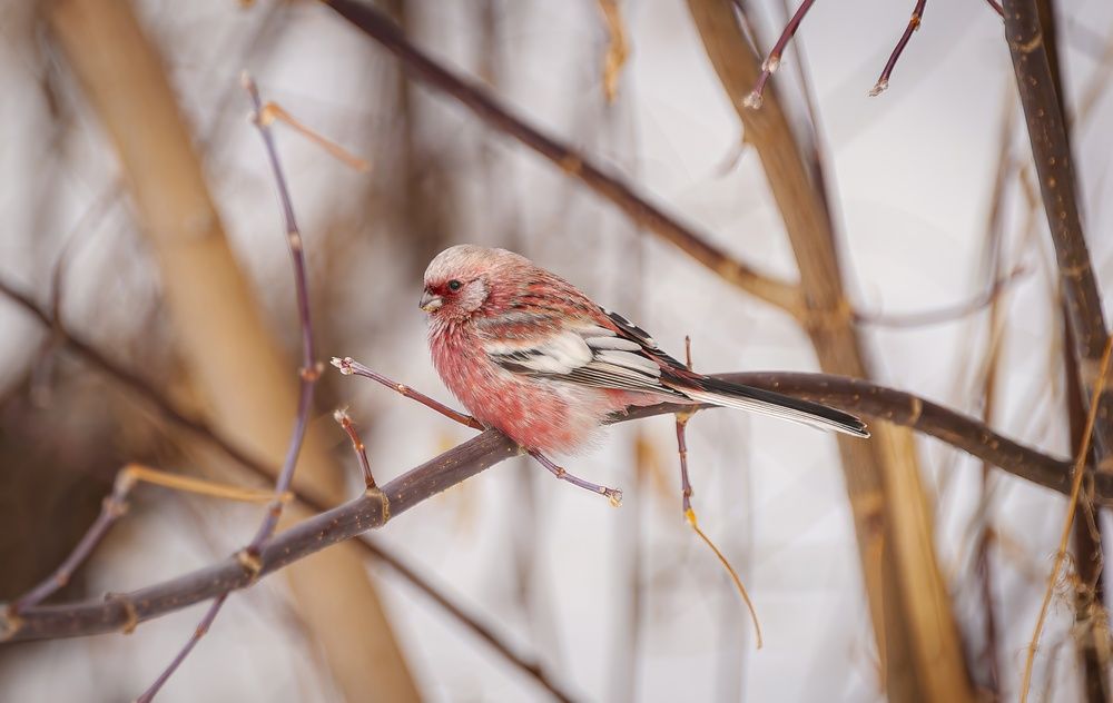 Photograph by Вадим Басов