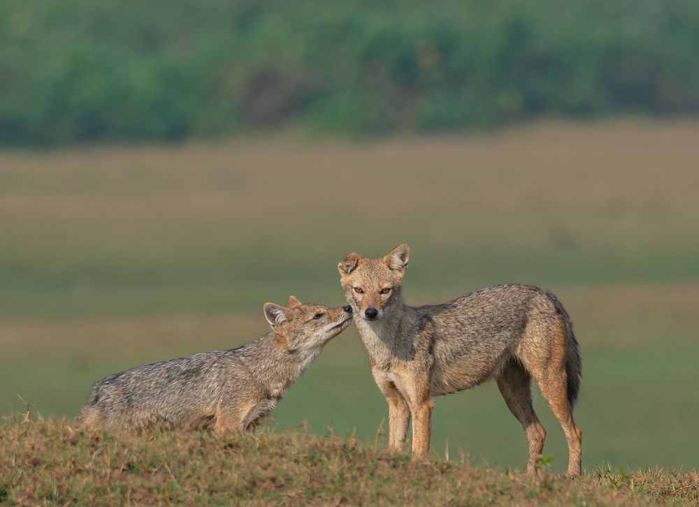 Фотография автора Anandhu M
