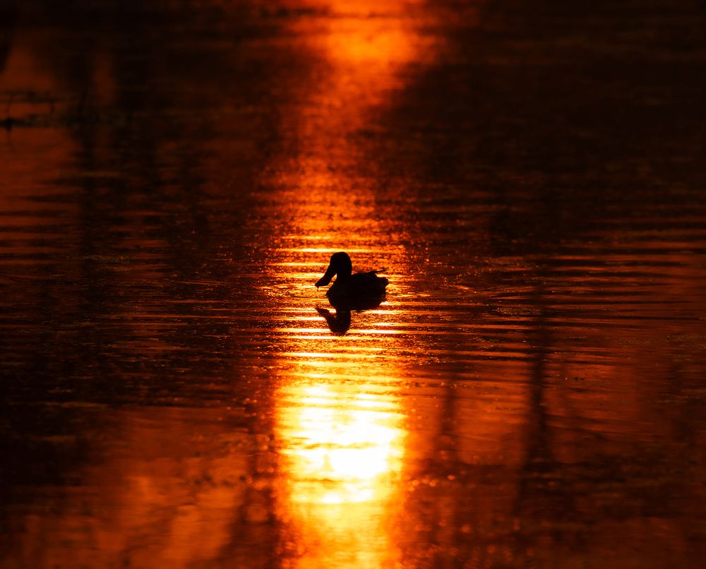 Photograph by PRATICK MONDAL