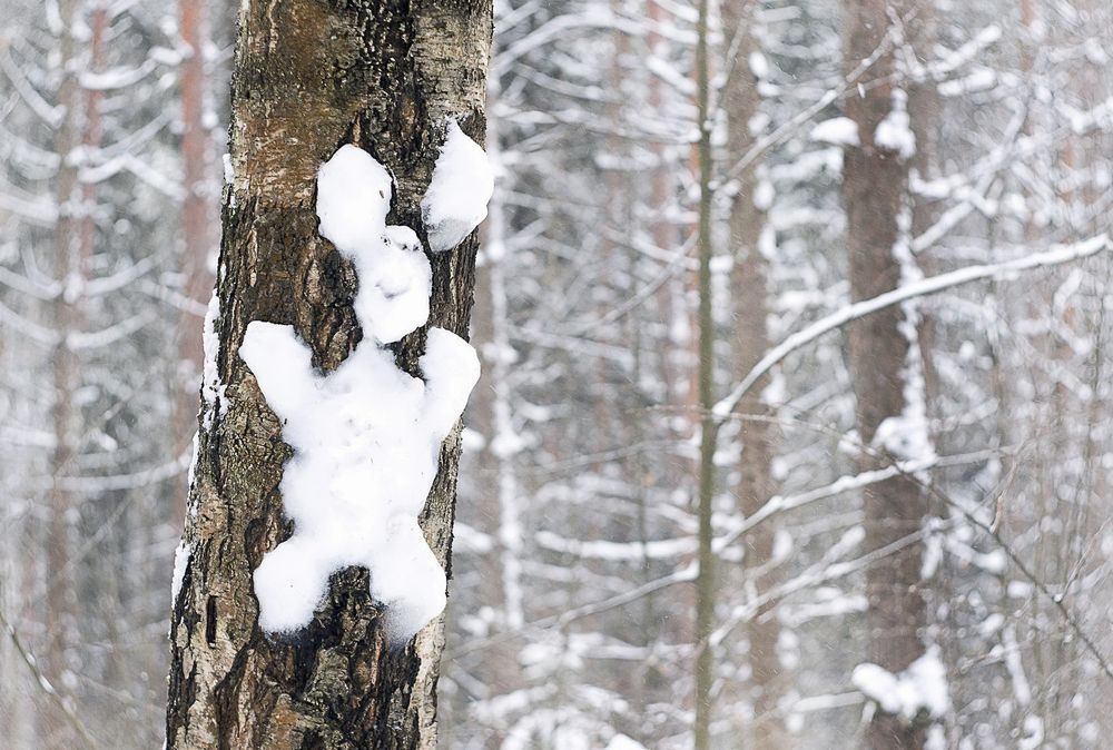 Фотография автора Е лена Е