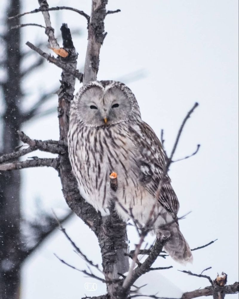 Photograph by Вероника Романенко