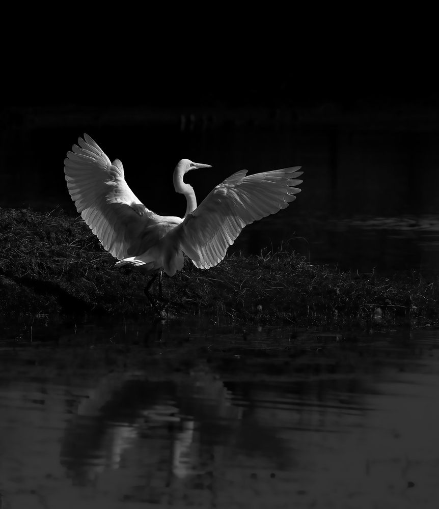 Wings of Freedom