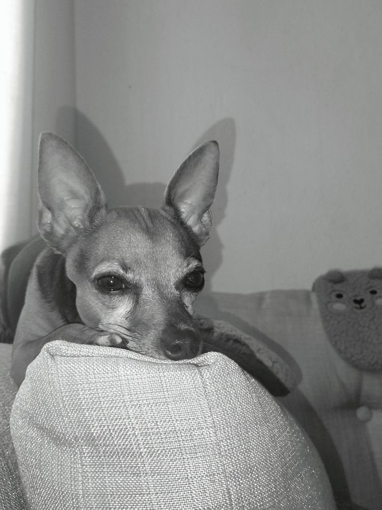 Photo #13114431
