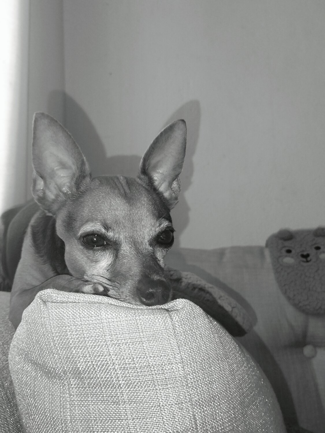 Photo #13114431