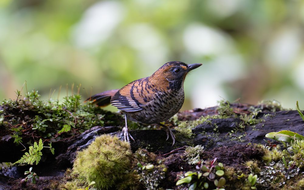 Photograph by Le Vu Long